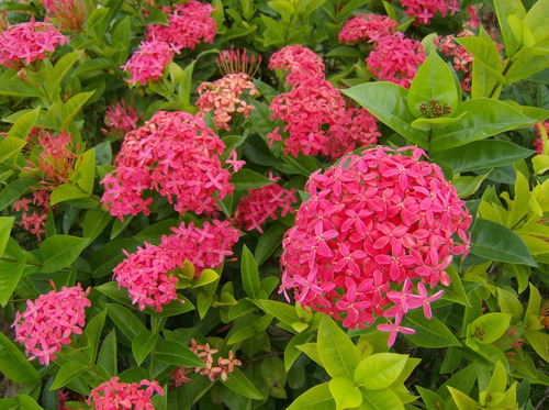 Semillas De Arbusto Con Flores Cruz De Malta