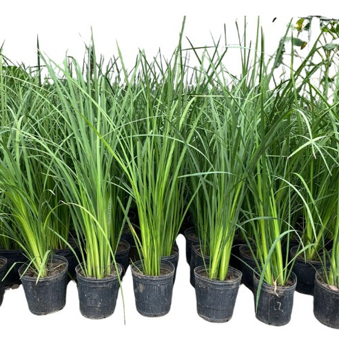 Plantas Naturalesdietes Bicolor Cantero Jardin Combo X5 U