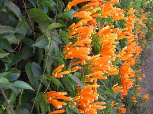 Planta Trepadora Bignonia Venusta Con Flor.