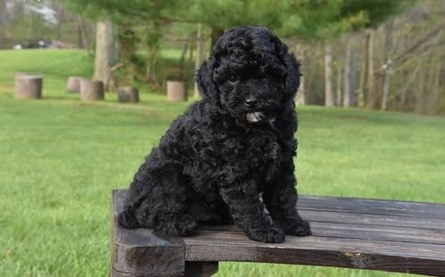 French Poodle,  Color Negro
