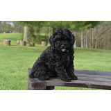 French Poodle,  Color Negro