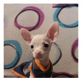 Chihuahua Mini (macho Blanco)