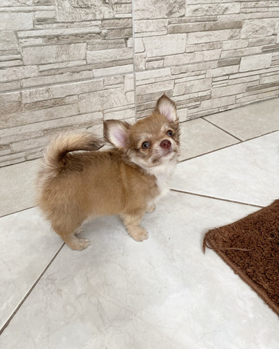 Chihuahua Filhote  Dog Estimação Fofura Paixão Pet