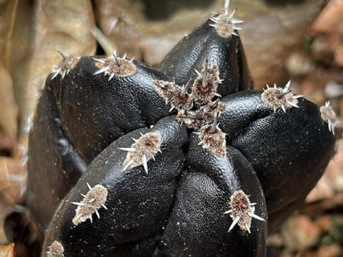 Semillas De Cactus Negro Black Shadow