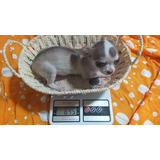 Chihuahua Femea Super Micro