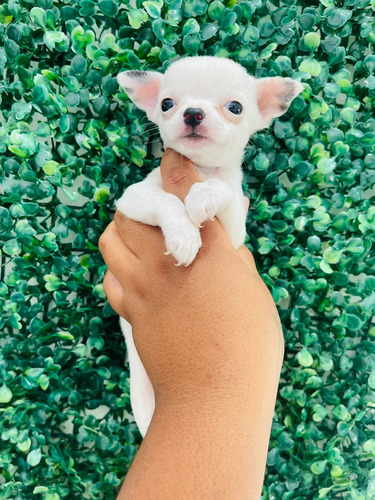 Chihuahua Pelo Curto Linda Femea Pequena Disponivel