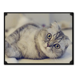 #1017 - Cuadro Vintage - Gato Poster Gatito Cat No Chapa