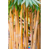 600 Semillas De Bambu Amarillo Plumoso