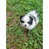 Cachorro Pomerania