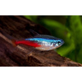  Hyphessobrycon Innesi  Pez Neon Para Acuario X10 Unidades