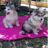 Cachorros Alaskan Malamute 