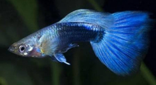 Pacote Com 10 Peixes Lebiste Azul - Água Doce - Aquário