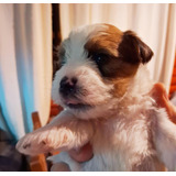 Jack Russell Terrier (inscrito, Pedigree De Gran Campeones)