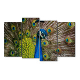 Cuadro Decorativo Moderno Aves Pavorreal Jd-0029 L