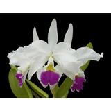 Orquidea Cattleya Warnerii Semi Alba X S/ Alba Perola