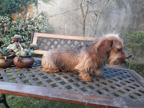 Dachshund Salchicha Pelo De Alambre Mini Teckel