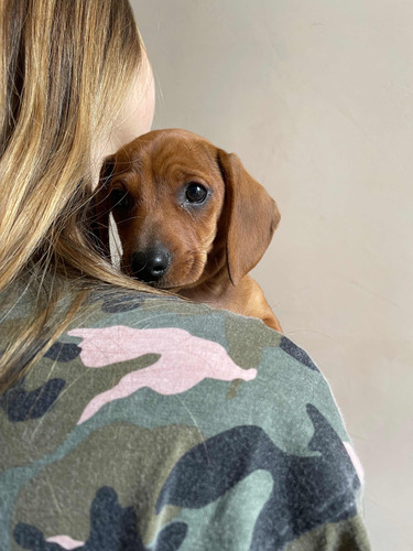 Hermosos Cachorros Mini Dachshund Salchichas