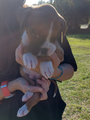 Boxer Hembra Y Macho Bayo. Precio De Seña.