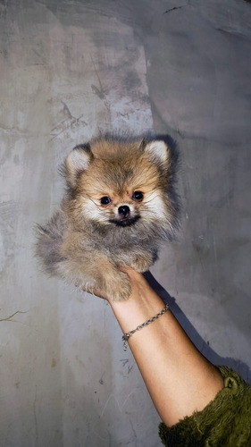 Pomerania Macho Inscrito Tamaño Lulu