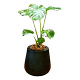 Monstera En Maceta Rotomoldeada Blanca, Negra, Beige, Gris 