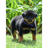 Cachorra Rottweiler Hembra Con Pedigri 