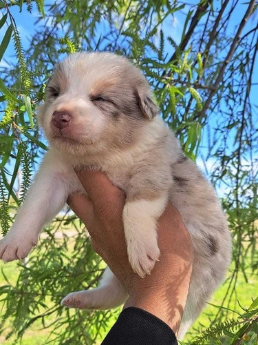 Border Collie Cachorros Merle