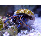 Clibanarius Tricolor - Crustaceo Marino - Oceanlife.arg