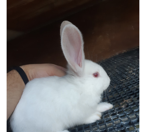 Filhote Albino Coelho Gigante De Flandres Leia A Descrição!