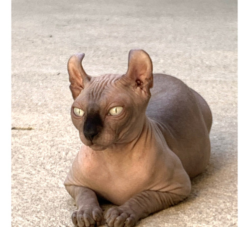 Nutella Filhote Sphynx Elf Fêmea Gato Pelado Linhagem Russa