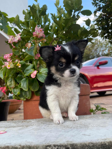 Chihuahua Hembra Pelo Largo Línea Mexicana