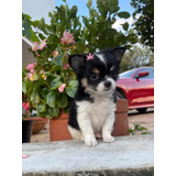 Chihuahua Hembra Pelo Largo Línea Mexicana