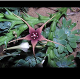  Muda  Suculenta Orbea Caudata Rhodesica