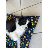 Cachorros Border Collie | 3 Meses | Pedigree 