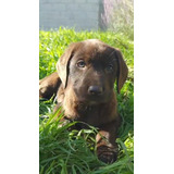 Cachorros Labrador Color Chocolate/vacunados, Desparasitados