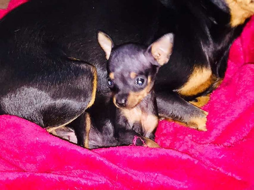 Pinscher Mini!! Hembrita