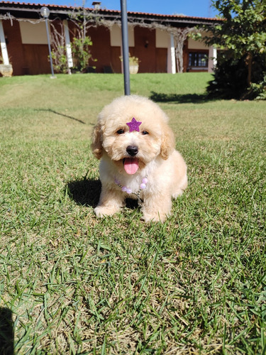 Poodle Toy Fêmea 