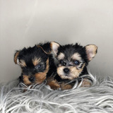 Hermosos Cachorros Yorkshire Terrier Toy [rm]