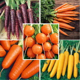 Semillas De Zanahorias, Combo 5 Variedades Formas Y Colores!