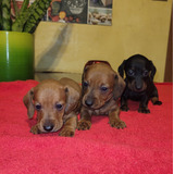 Dachshund Pelo Corto Kaninchen Macho Vacunado Papeles Fca !!