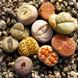 10 Lithops + Maceta + Tierra (cactus Piedra/suculentas)