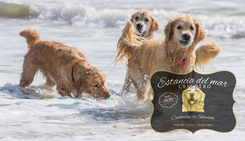 Cachorros Golden Retriever Criados A Orillas Del Mar