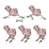 Algema Bracelete Correção De Pernas Papagaio Congo - Cacatua