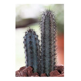 Semillas De Cactus Cereus Aethiops Raro Premium Colección