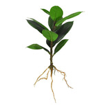 Planta Brote De Magnolia Artificial Árbol Con Raíz 33 Cm