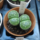 10 Sementes Cacto Pedra Lithops Salicola Suculentas P/ Mudas