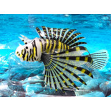 Enfeite Aquário Peixe Virtual Lyon Fish Colors Flutuante