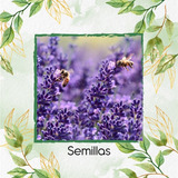 200 Semillas Flor Lavanda + Obsequio Germinación