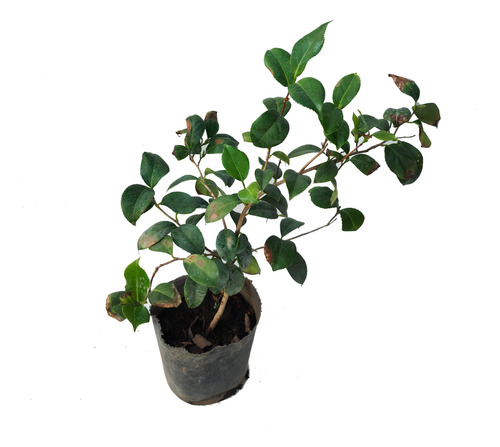 Planta Camelia 3l Camellia Arbusto Floral Greenonline Vivero