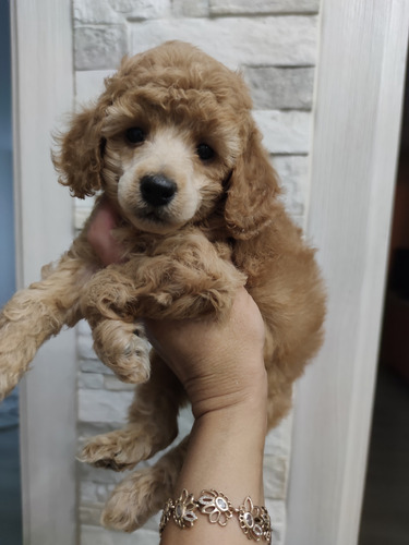 Notable Belleza Poodle Línea Campeones