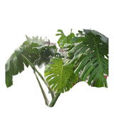 Philodendron Monstera, Costilla De Adan M30